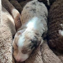Girl 1 - Red merle female Aussiedoodle puppy in Alabama from SBA Aussies