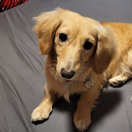 Dachshunds from Diamondback Doxie