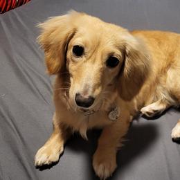 Dachshunds from Diamondback Doxie