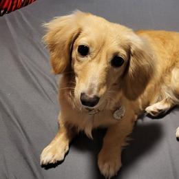 Dachshunds from Diamondback Doxie