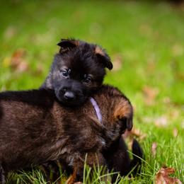 "White and Lilac" German Shepherd Puppies from MCX K9