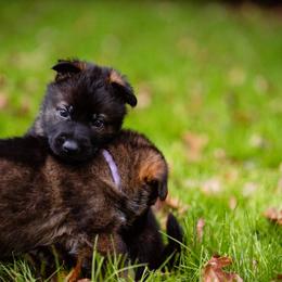 "White and Lilac" German Shepherd Puppies from MCX K9