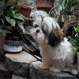 Dean Martin - Sable and white male Shih Tzu puppy in Apple Valley, California from Southern California Shih Tzu Palace