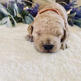 Bernedoodle and Labradoodle Puppies from Royal Doodles