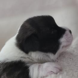 Noel - Brindle and white female Cardigan Welsh Corgi puppy in Larsen, Wisconsin from Pondside Kennels