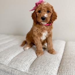 Pink Collar - Apricot female Goldendoodle puppy in Billings, Montana from Montana Raised Doodles