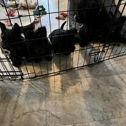 Scottish Terrier Puppies from Ballentine Scotties