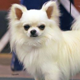 Chihuahuas from JoLi Chihuahuas