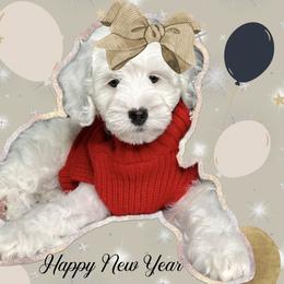 Girl 4 - Chalk female Australian Labradoodle puppy in Kentucky from Bluegrass Country Labradoodles