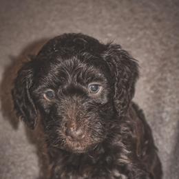 Rolex - Brown male Bernedoodle puppy in Ohio from Moore Doodles