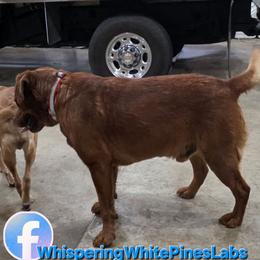 Labrador Retriever puppies from Whispering White Pines Labradors