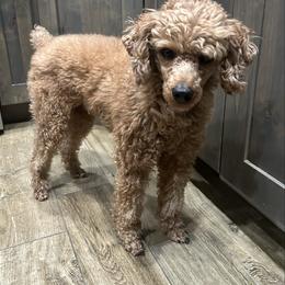 Benny - Red  male Poodle puppy in Stockton, Utah from Mustanghills Doodles and Poodles
