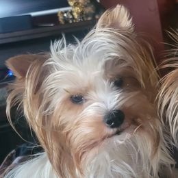 Mina - Yorkipoo