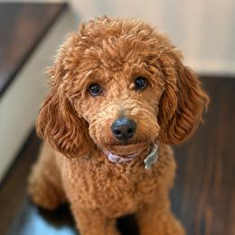 Dolly - Goldendoodle