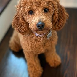 Dolly - Goldendoodle