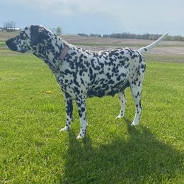 Lola - Dalmatian