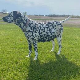 Lola - Dalmatian