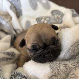 Charlie - Fawn male French Bulldog puppy in Alabama from Southern Bulldogs