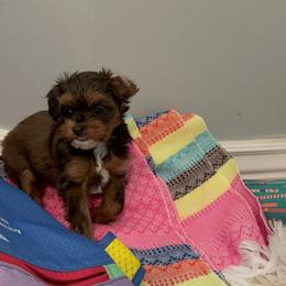 Cavapoo and Maltipoo Puppies from Julie Chandler