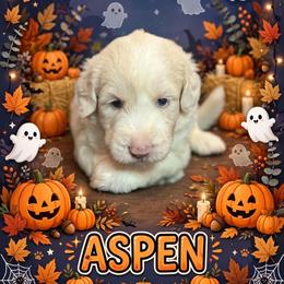 ASPEN - Fawn and white male Sheepadoodle puppy in Riverside, California from Downtown Doodles & Frenchies