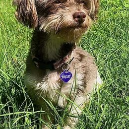 Havanese and Poodles from Fluffy Paws Puppies