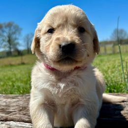 Meadow - Light golden female Golden Retriever puppy in Doniphan, Missouri from Stockford’s Golden Retrievers