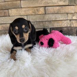 Black and Cream Girl - Black and cream female Dachshund puppy in Gravois Mills, Missouri from Benji’s Babies