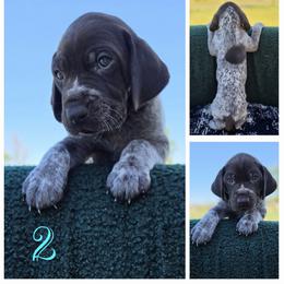 German Shorthaired Pointer Puppies from Vladimir Nikolayev