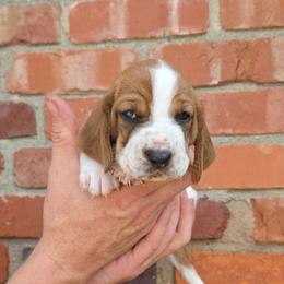 Truvy - Mahogany and white female Basset Hound puppy in Bellaire, Ohio from Blessed Bassets