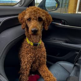 Sunflower - Poodle