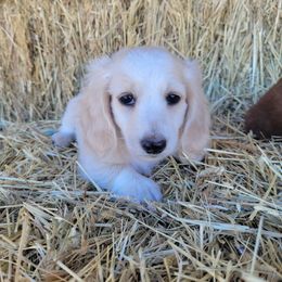 Tabitha - Piebald female Dachshund puppy in Moses Lake, Washington from Dynamic Doxies