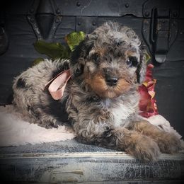 Female 3 - Merle female Springerdoodle puppy in Fargo, North Dakota from Dakota SpringerDoodles
