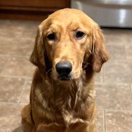 Honor - Golden Retriever
