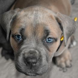 Yellow - Gray and fawn female Cane Corso puppy in Sault Ste Marie, Michigan from Willow Creek Cane Corsos