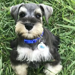 Miniature Schnauzer Puppies from Kindred’s Classic Miniature Schnauzers