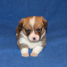 RM1 - Red male Pembroke Welsh Corgi puppy in Texas from Wild West Corgis of Texas