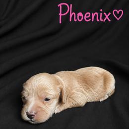 Phoenix - Buff and white female Cockapoo puppy in Mayville, Michigan from Kathy Maize