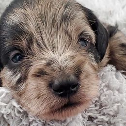Boy 1 - Schnoodle puppy from Eveleigh Acres Puppies