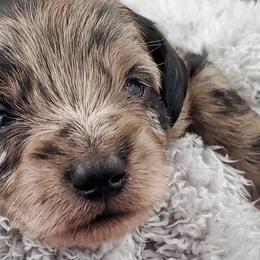Boy 1 - Schnoodle puppy from Eveleigh Acres Puppies