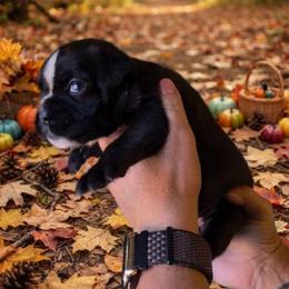 Samara (Girl) - Brindle female Boxer puppy in Red Boiling Springs, Tennessee from Silver Rain