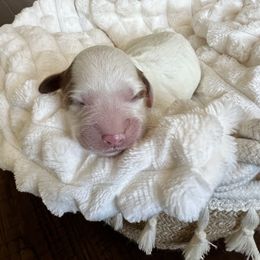 Claus - Parti male Goldendoodle puppy in Apopka, Florida from The Classic Doodle