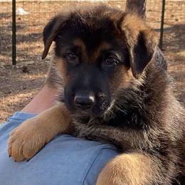 German Shepherd Puppies from Prairieland German Shepherds