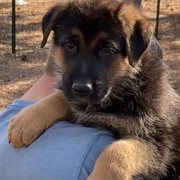 German Shepherd Puppies from Prairieland German Shepherds