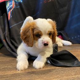 Cavalier King Charles Spaniel Puppies from Austin Cavaliers