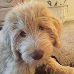 Goldendoodles from Maple Hill Goldendoodles & Bernedoodles