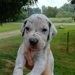 Foxx - Merle male Great Dane puppy in Marshall, Michigan from Dream K9