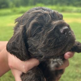 Orange - Brown male Cocker Spaniel puppy in Palestine, Texas from Chocolate Cocker Spaniels