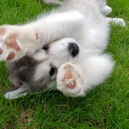 Alaskan Malamute Puppies from Delphi Alaskan Malamutes