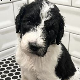 Sapphire - Black and white Sheepadoodle puppy in Cleburne, Texas from DoodlesOjoy