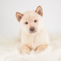 Yuki - Cream male Shiba Inu puppy in Neosho, Missouri from Sunny Terrace Shibas